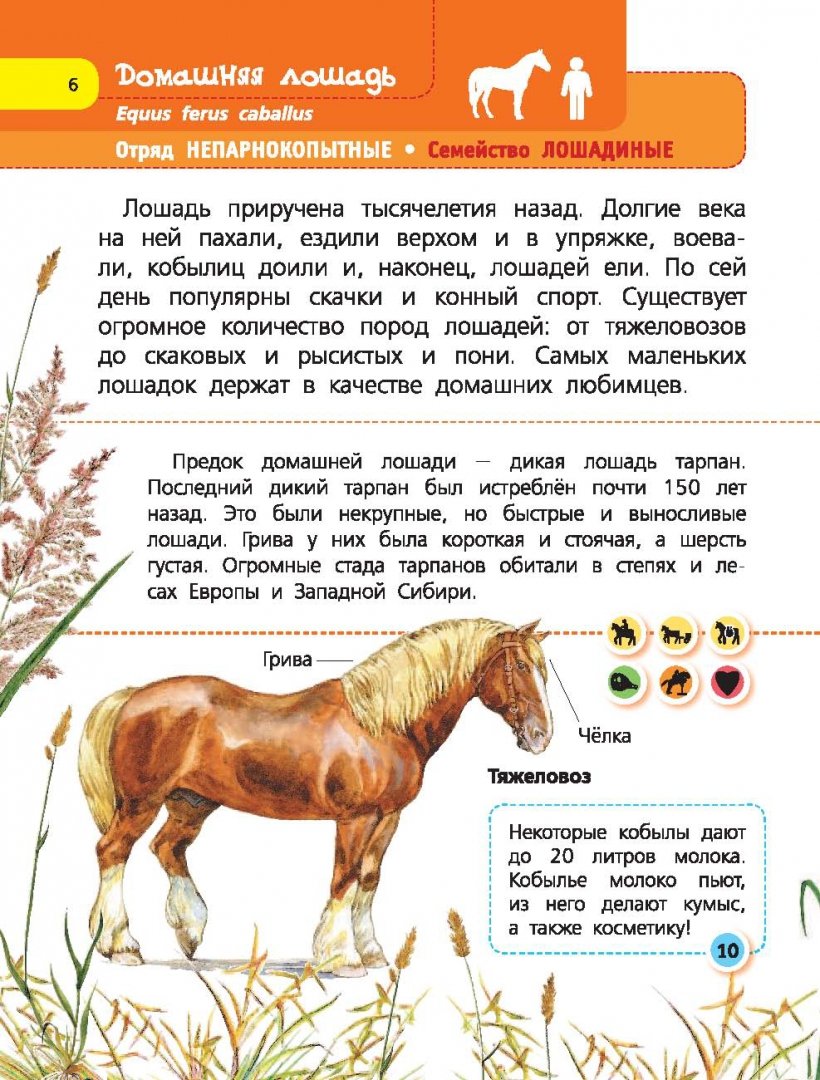 Домашние животные. 60 домашних животных, самых важных для человека (Снегирева Е. Ю.)