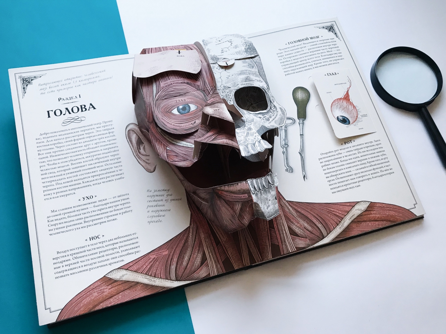 Тело человека. Интерактивная книга-панорама (Уолкер Ричард)