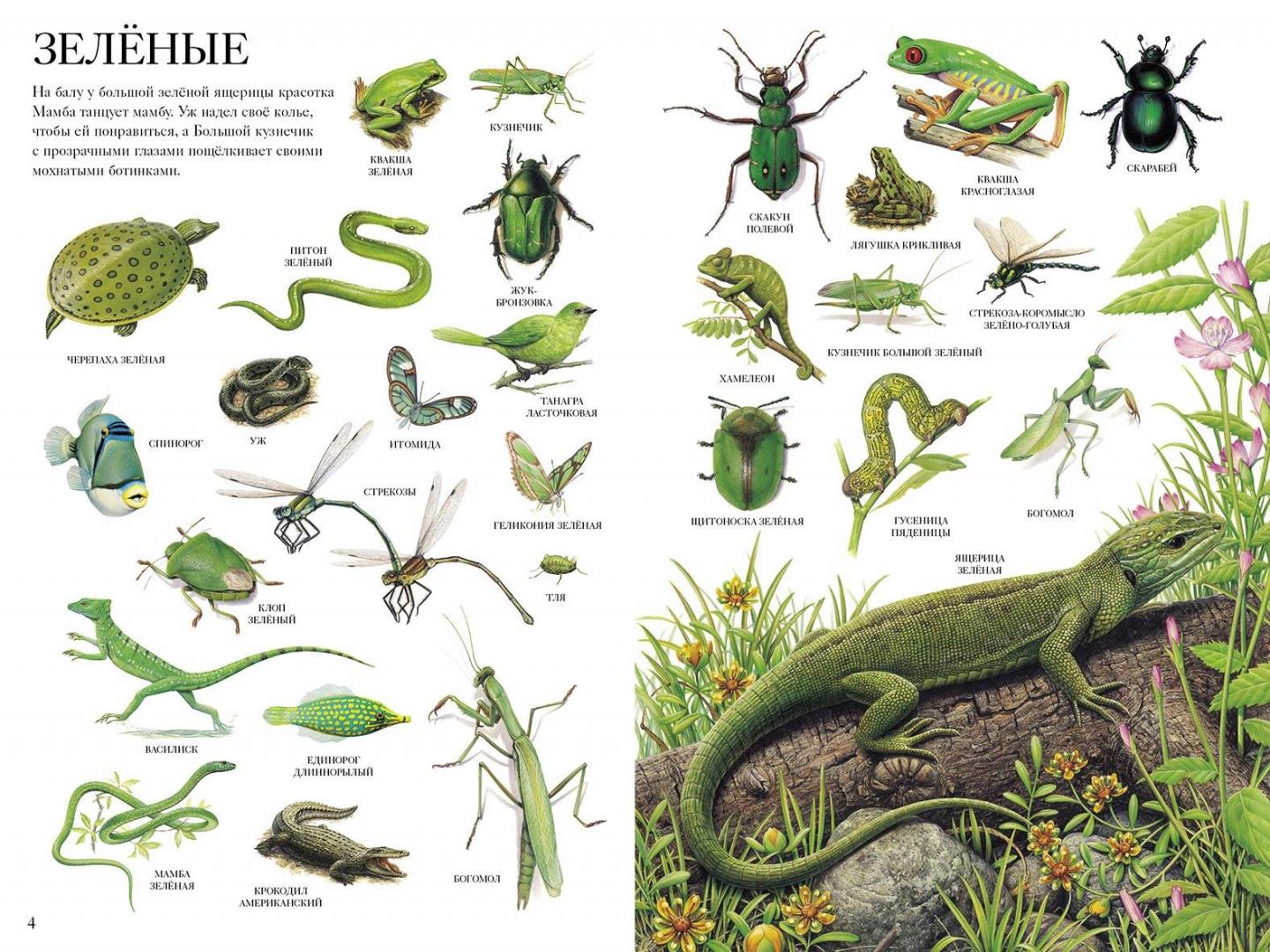 Большой атлас животных (Потард Селин) – Sadko