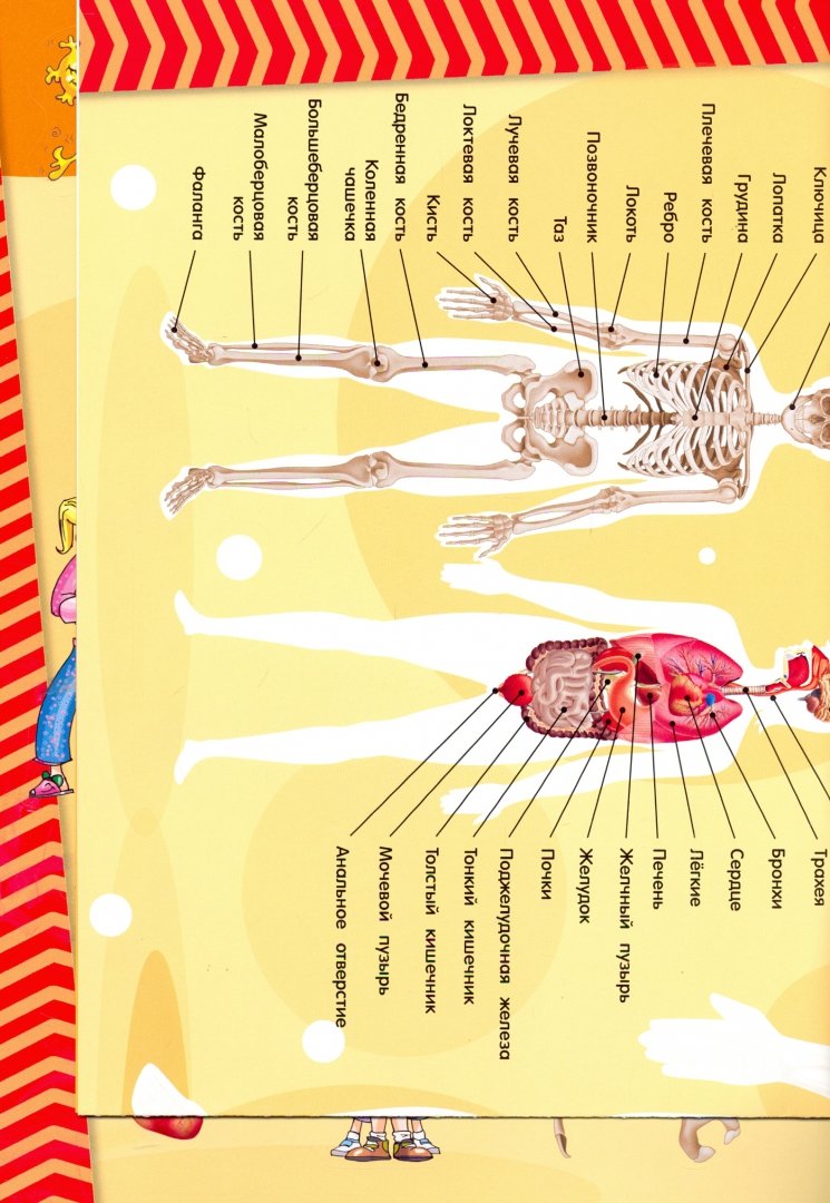 Мой атлас с наклейками. Тело человека