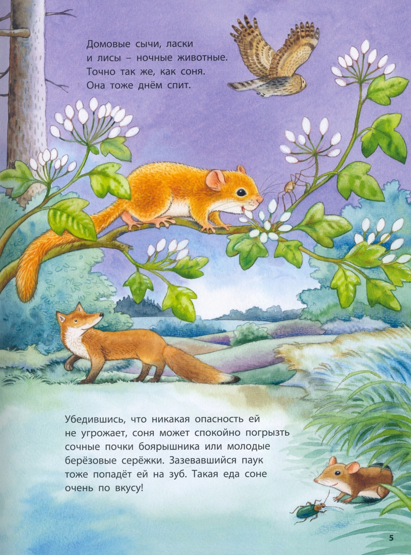 Кто такая орешниковая соня? Познавательные истории (Райхенштеттер ...