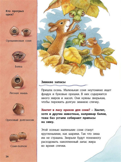 Кто такая орешниковая соня? Познавательные истории (Райхенштеттер ...