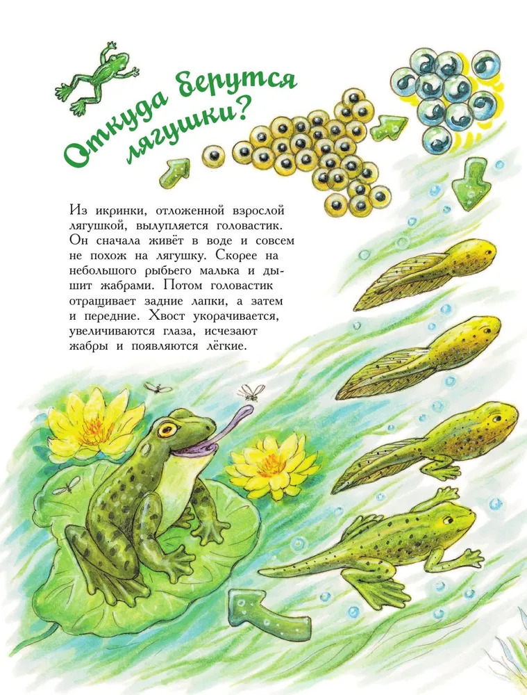 Царевна-лягушка. Научные сказки (Берестов В.Д.)